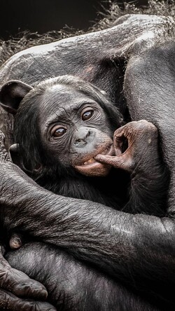 Baby Monkey Getting Hugged by Mother Monkey