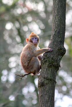 Baby Monkey on Tree Mobile Wallpaper