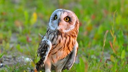 Baby Owl 4K Pic