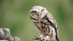 Baby Owl Bird Wallpaper