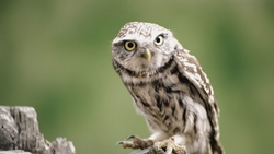 Baby Owl Bird Wallpaper