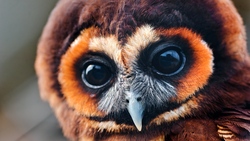 Baby Owl Closeup 4K Photo