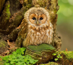 Baby Owl Wallpaper
