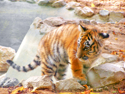 Baby Siberian Tiger