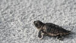 Baby Turtle on Beach