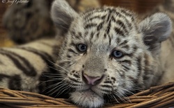 Baby White Tiger Photo