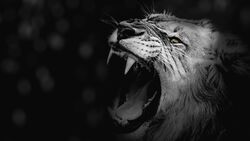 Balck And White Lion 4K Wallpaper