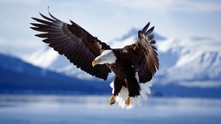 Bald Eagle Bird Flight