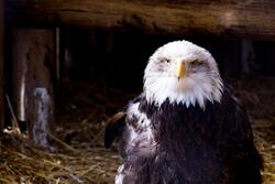 Bald Eagle Close Up Photo