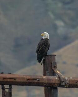Bald Eagle Sitting Mobile Photo