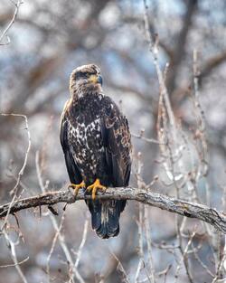 Bald Eagle Sitting on Tree Branch Mobile Pic