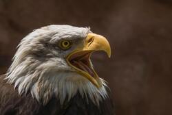 Bald Eagle with Open Beak Bird Photo