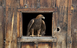 Barn Eagle Bird Wide Wallpaper