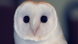 Barn Owl Bird Close Look
