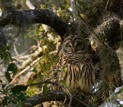 Barred Owl Wallpaper Pic