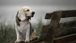 Beagle Dog Sitting on The Bench HD Wallpaper