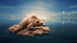 Bear 4K Wallpaper
