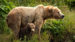 Bear And Bear Cub HD Wallpaper