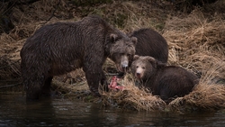 Bear And Bear Cub in River HD Wallpaper