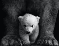 Bear Cub High Quality Wallpaper