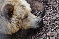 Bear Face Closeup Photo