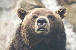 Bear Face Closeup Wild Animal Photo