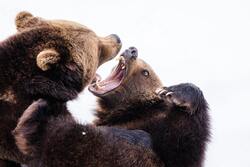 Bear Fighting Picture