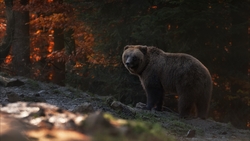 Bear in Forest HD Wallpaper