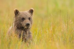 Bear in Grass Image