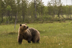 Bear in Jungle