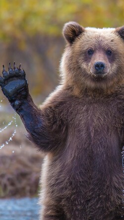Bear Standing in River Image