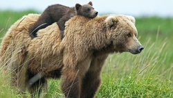 Bear With Baby in Grass Wallpaper