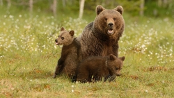 Bear with Cute Cub HD Wallpaper