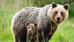 Bear with Cute Cub
