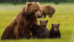 Bear with Cute Little Babies