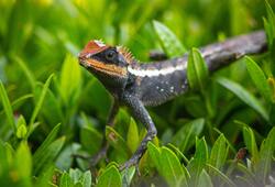 Bearded Dragon on Green Grass