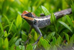 Bearded Dragon on Green Grass