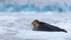Bearded Seal Photo
