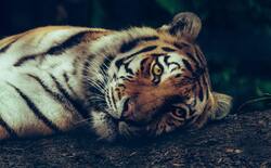 Beautiful Background of Animal Tiger