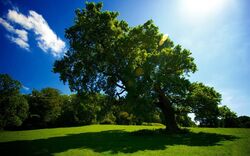 Beautiful Big Green Tree at Day View