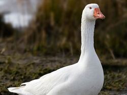 Beautiful Bird Goose