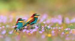 Beautiful Birds in Flower Farm