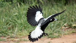 Beautiful Black and White Bird Swing
