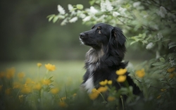 Beautiful Black Dog in Flower Field Wallpaper