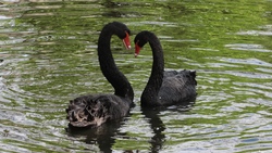 Beautiful Black Swans Couple 4k