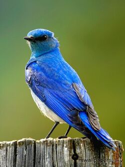 Beautiful Blue Bird Mobile Background