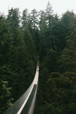 Beautiful Bridge in Between High Trees