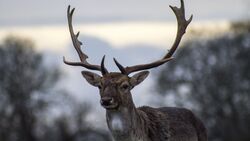 Beautiful Brown Deer