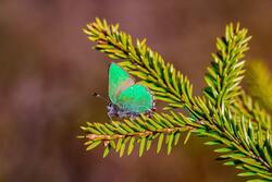 Beautiful Butterfly on Green Leaves