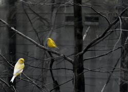 Beautiful Canary Bird Photo